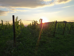 Vignes de Fribourg-en-Brisgau - Allemagne